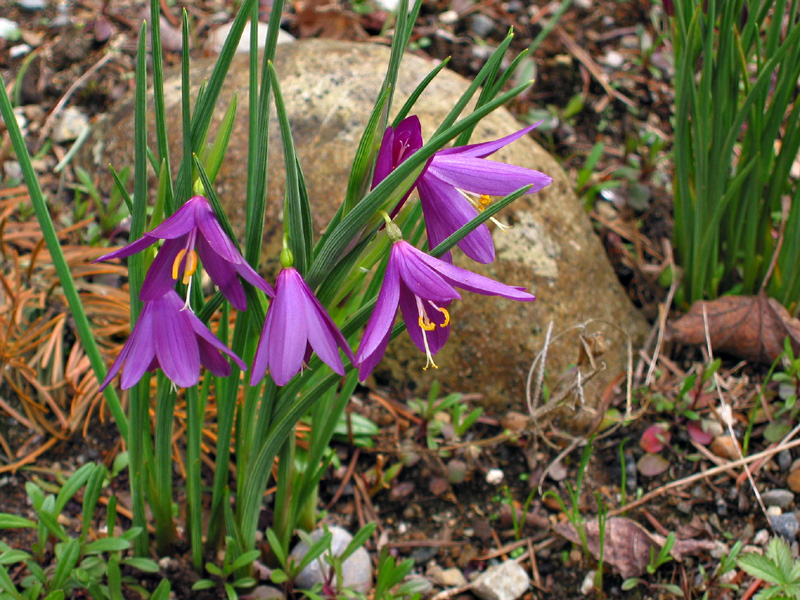 Olsynium douglasii